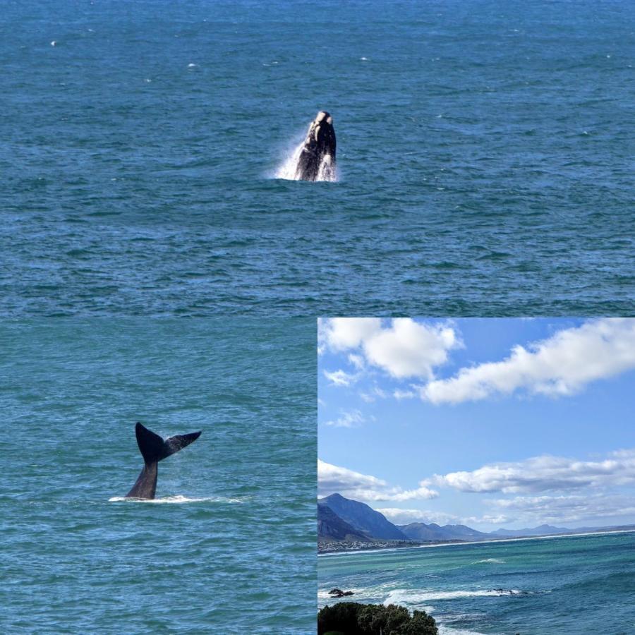 The Sun, Whales & Waves - Seafront Apartment Hermanus Exteriör bild